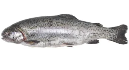 Форель прісноводна с/м, патрана з головою, 800-1500г, ДСТУ 4868, 1 кг